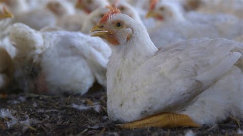 The harsh reality: animal cruelty in factory farms